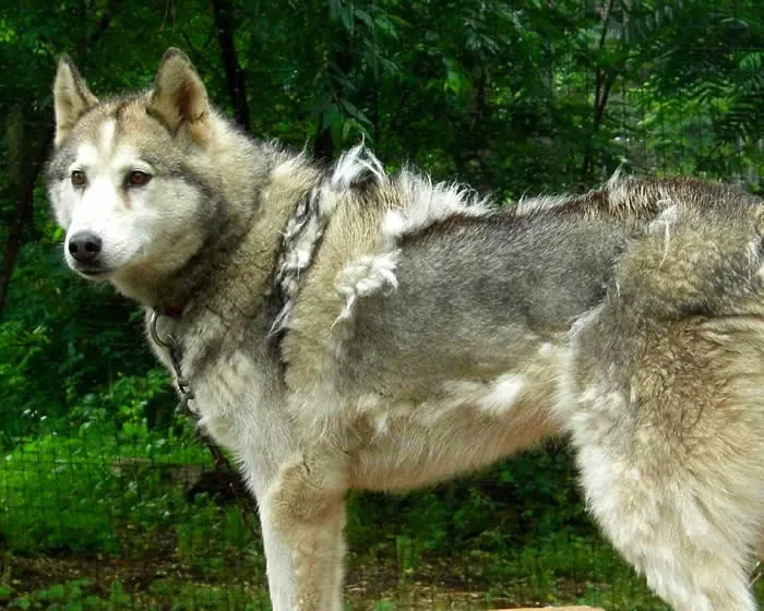 GUIA DO HUSKY SIBERIANO: Quer um Husky Siberiano? GUIA DO HUSKY SIBERIANO: Quer um Husky Siberiano?