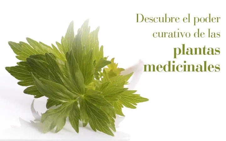Guía de plantas medicinales por sus efectos terapeúticos - El blog ...