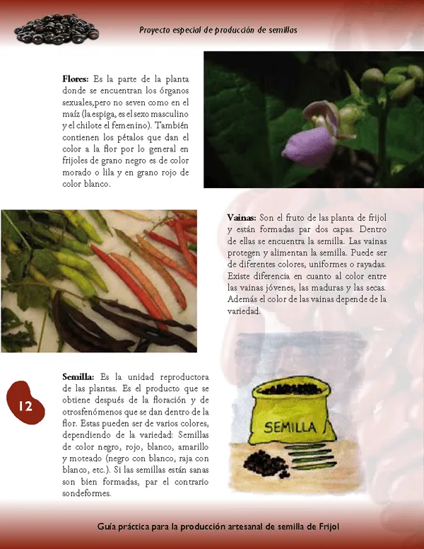 Guía de producción artesanal de semilla de frijol - Monografias.com