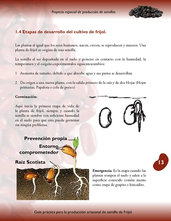 Guía de producción artesanal de semilla de frijol - Monografias.com