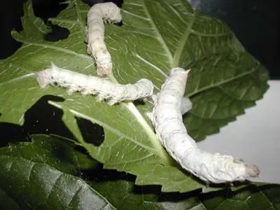 Gusano de Seda Gusano de Seda