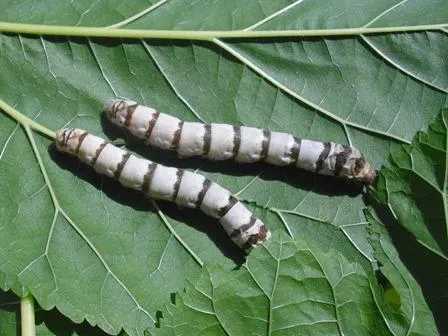 Gusanos de Seda en Madrid Gusanos de Seda en Madrid