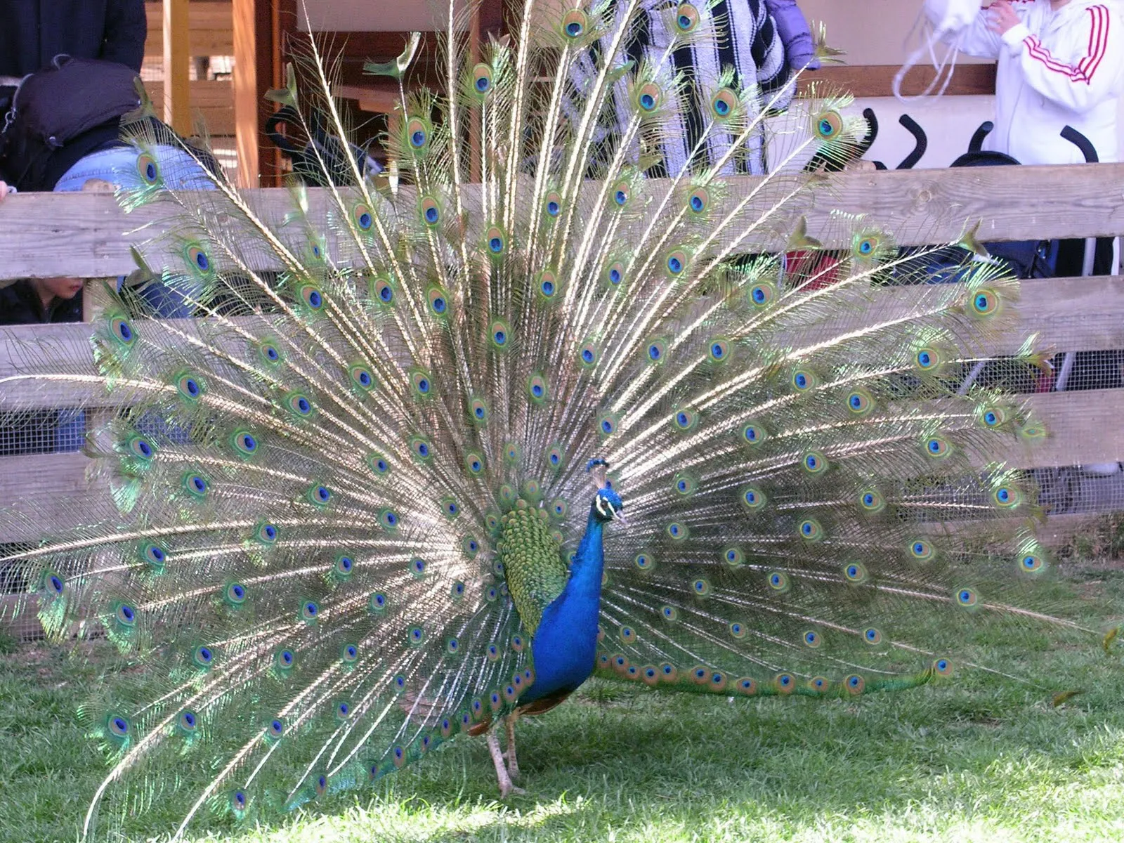cosas que me gustan y mucho más: Un pavo real cosas que me gustan y mucho más: Un pavo real