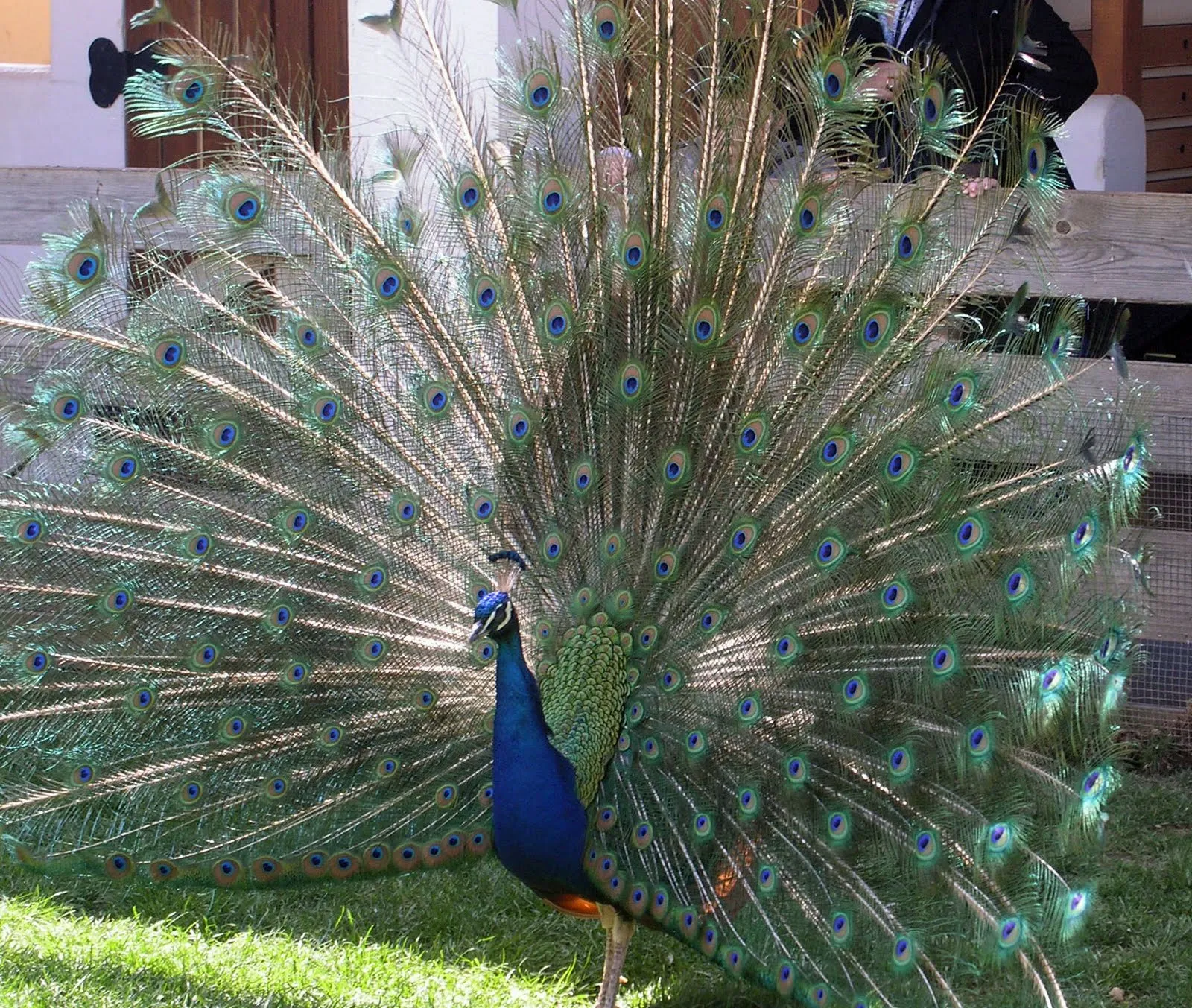 cosas que me gustan y mucho más: Un pavo real cosas que me gustan y mucho más: Un pavo real