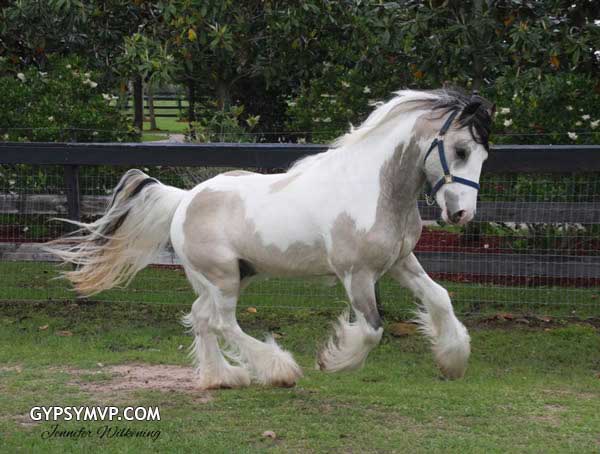 gypsy-vanner-horse-3.jpg