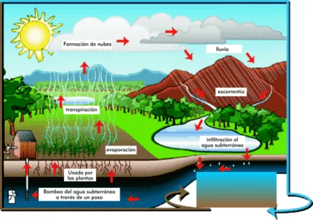 H2O: El agua en el ecosistema terrestre.