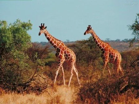 Hábitat y distribución de la jirafa » JIRAFAPEDIA