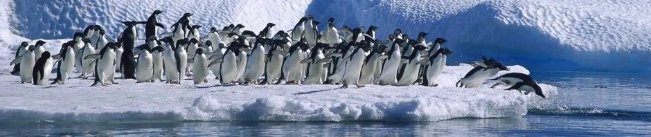 Hábitat de los pingüinos » PINGUINOPEDIA