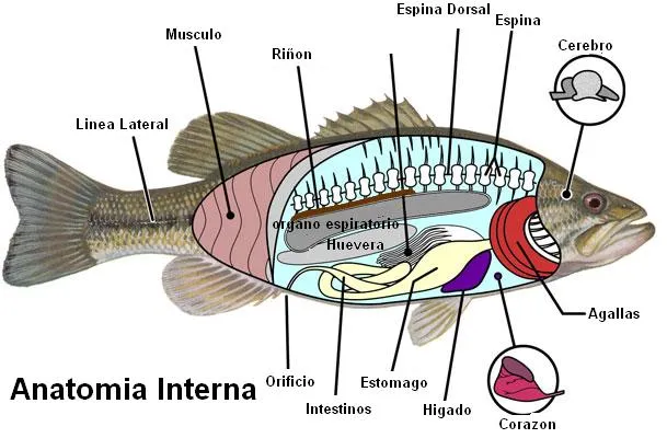 Las partes del pez - Imagui