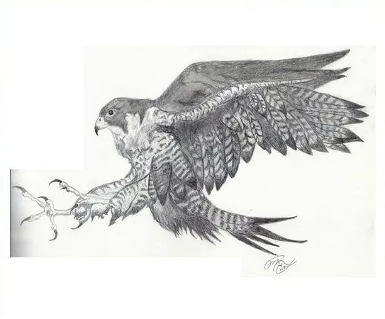 Dibujos de halcones a lapiz - Imagui