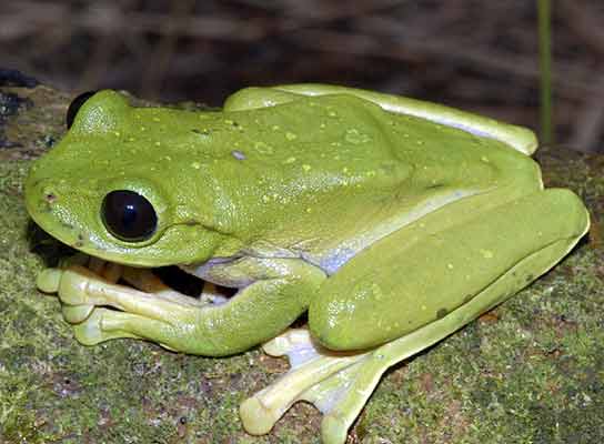 Hallan ranas, lagartijas y arañas, entre las nuevas especies de Papua ... Hallan ranas, lagartijas y arañas, entre las nuevas especies de Papua ...