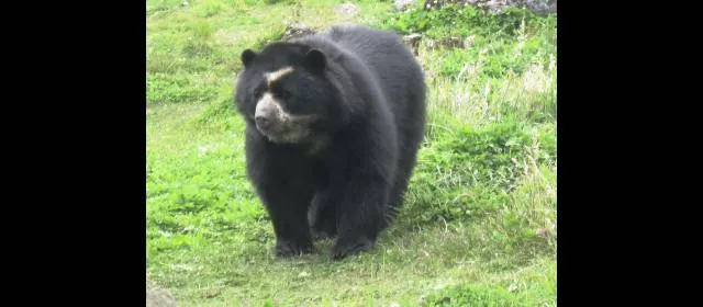 Hallaron muerto a bala un oso de anteojos en Parque Las Orquídeas
