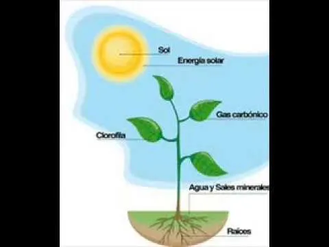 Dibujo del proceso de la fotosintisis - Imagui