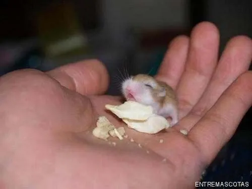 hamster-bebe | Flickr - Photo Sharing!