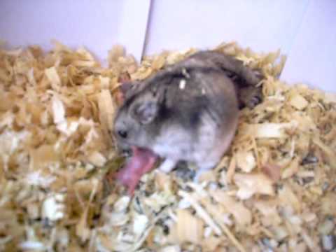 Hamster Chino - YouTube