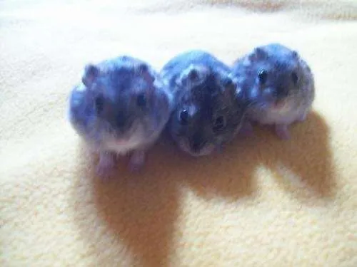 Hamster chinos bebés - Imagui