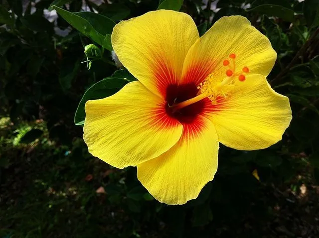 Hawaiian Yellow Hibiscus | Orange / Yellow Hibiscus - Hawaii State ...