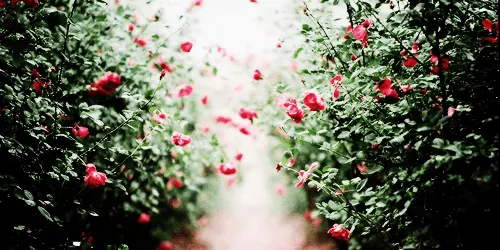 header flores | Tumblr