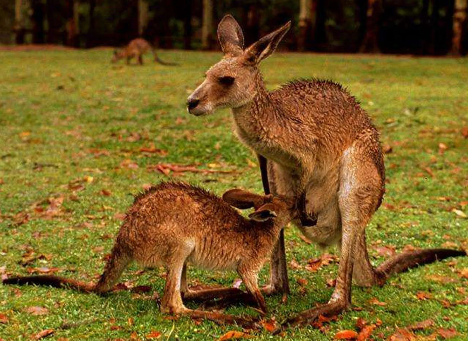 HELEN FROM SYDNEY: ANIMALES AUSTRALIANOS QUE QUIERO VER