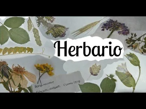 Como hacer un herbario Parte 1 - recolectar, prensar y secar - YouTube