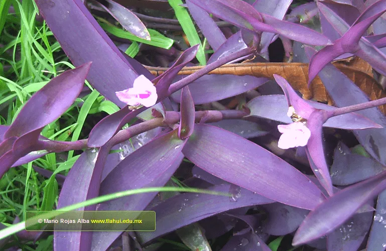 Herbolaria BD-Tlahui. Galería Fotográfica de Plantas Medicinales