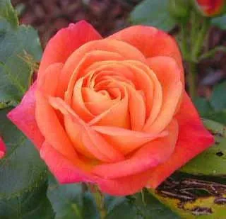 HERMANAS APOSTÓLICAS DE CRISTO CRUCIFICADO: Flor: Rosa HERMANAS APOSTÓLICAS DE CRISTO CRUCIFICADO: Flor: Rosa