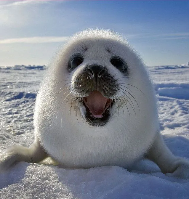 Una hermosa foca bebé - Baby seal | Banco de Imágenes