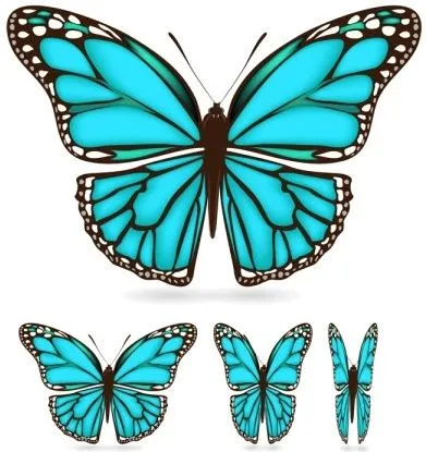 Hermosa mariposa 03 vector Vector misceláneos - vectores gratis ...