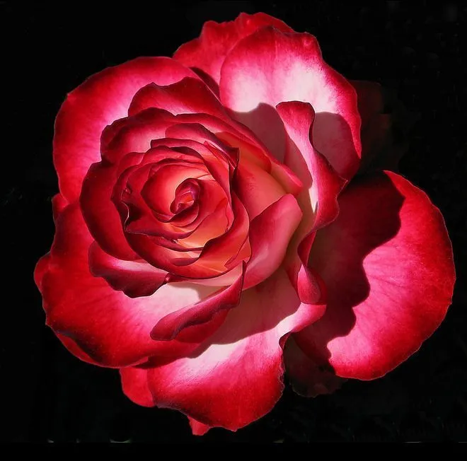 HERMOSA ROSA ROJA | Rosas hermosas | Pinterest