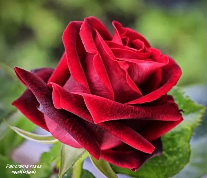 Hermosa rosa roja | ROSE | Pinterest | Amor
