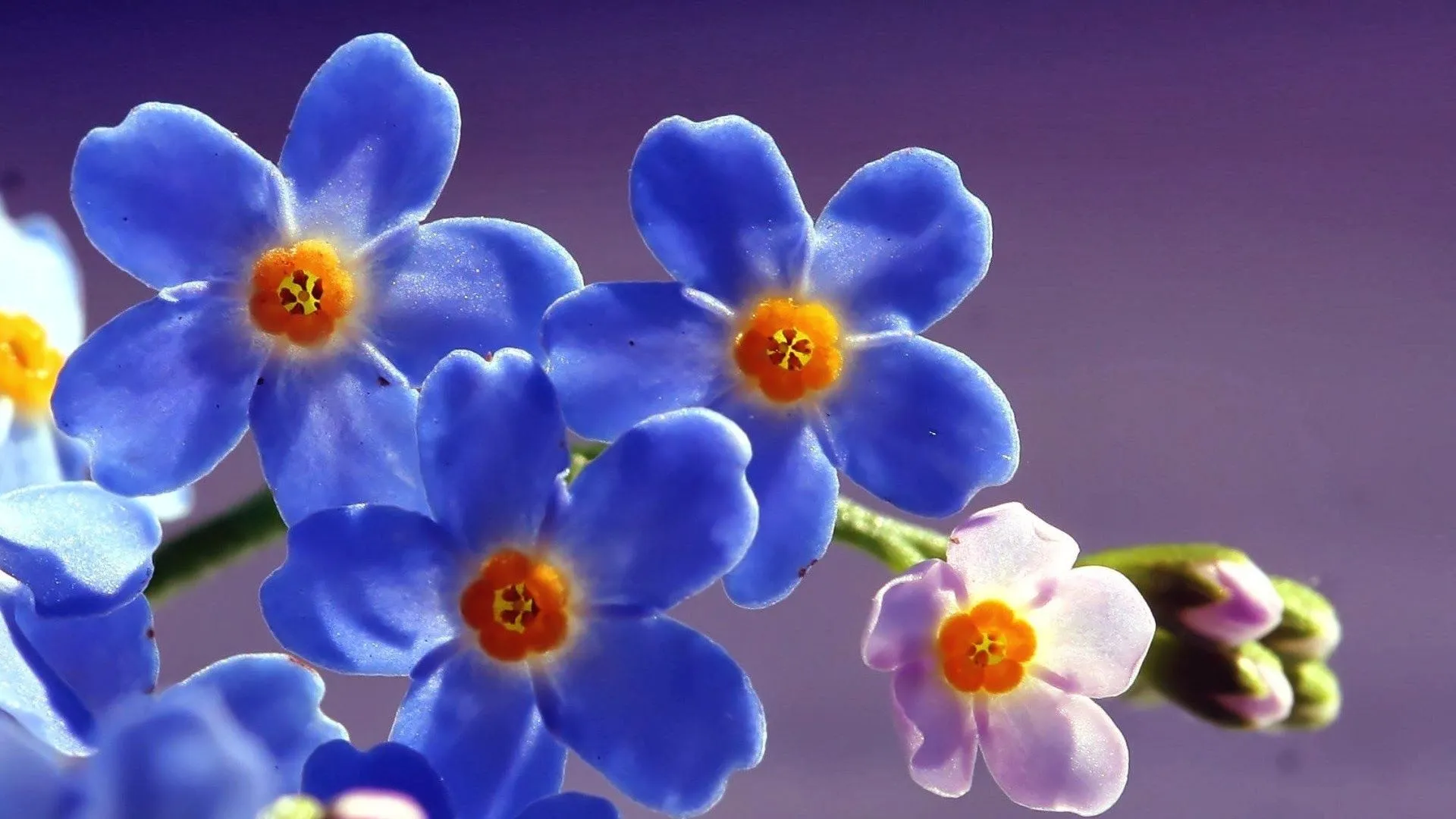 Hermosas Flores Azules | Fotos e Imágenes en FOTOBLOG X