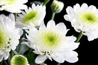 hermosas flores blancas | Descargar Fotos gratis