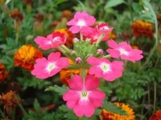 hermosas flores de color rosa de jardín | Descargar Fotos gratis