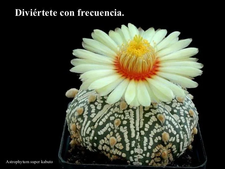 hermosas-flores-de-cactus-6- ...