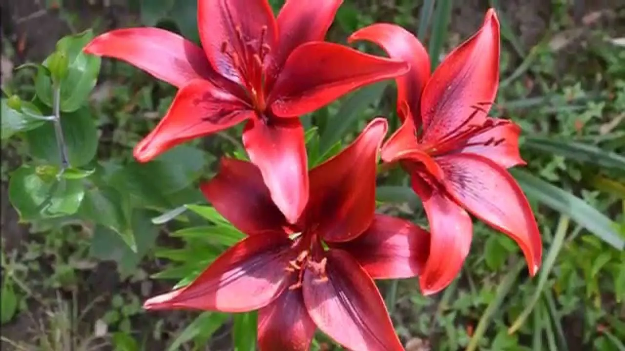 Las hermosas flores del jardin de José.. 3D - YouTube