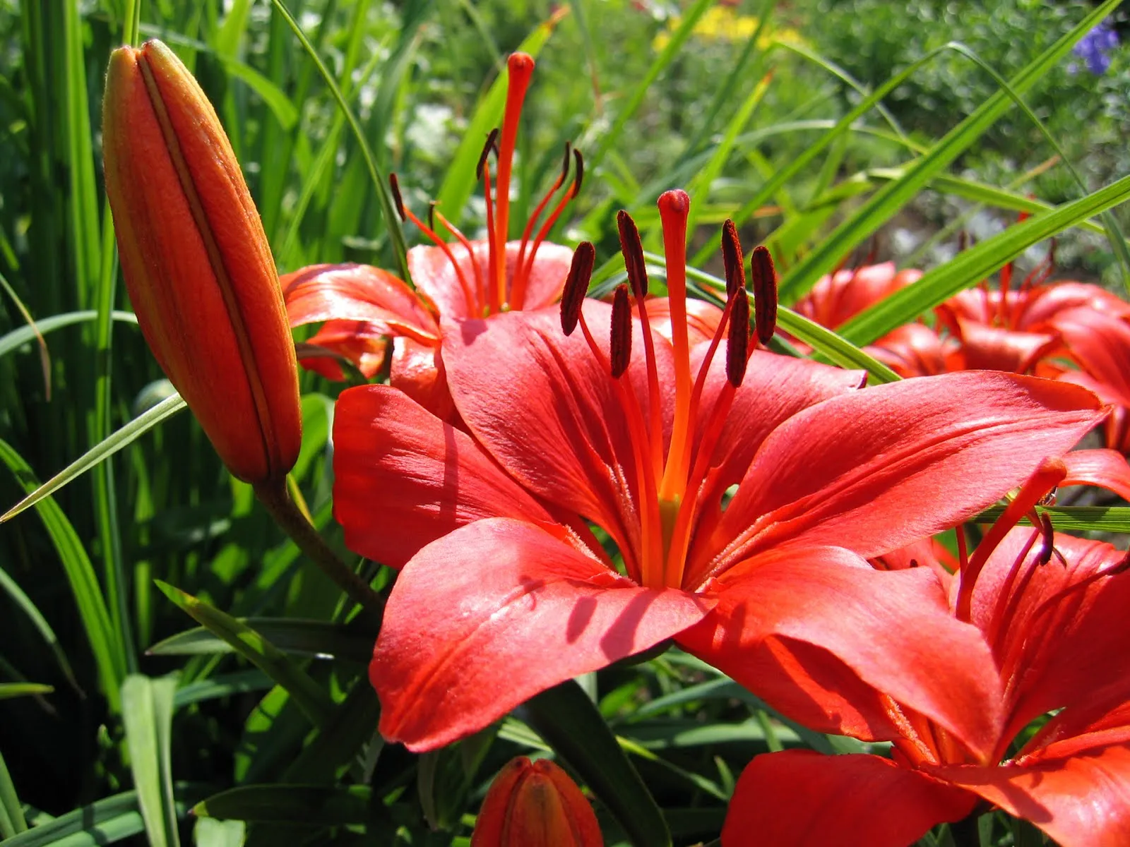Hermosas flores rojas en mi jardín – Red flowers | Imagenes para ...