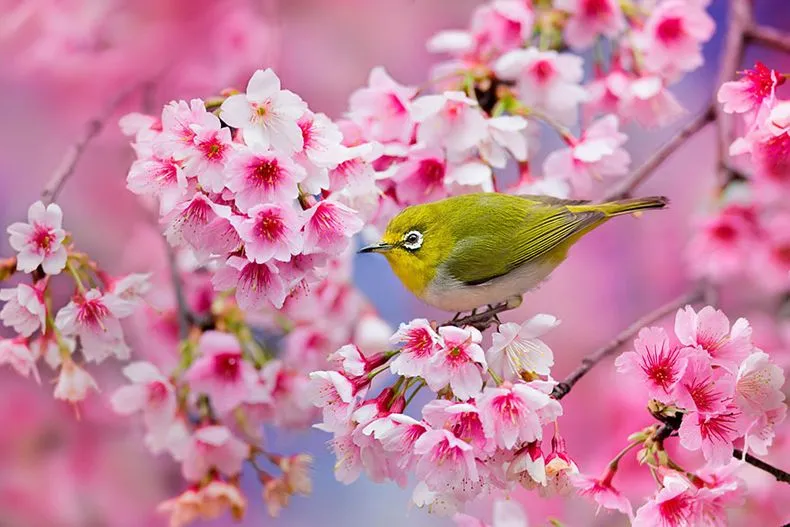 La más hermosas fotos de flores de cerezo japoneses - 2014 - POP ...