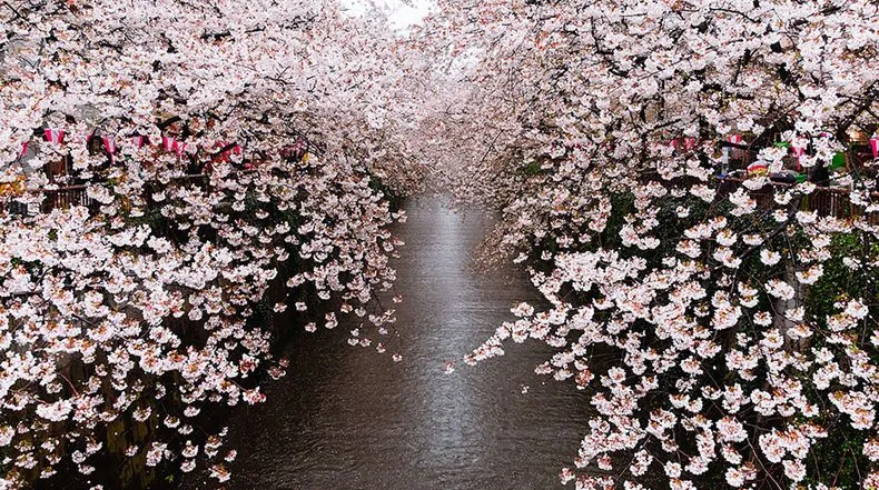 La más hermosas fotos de flores de cerezo japoneses - 2014 - POP ...