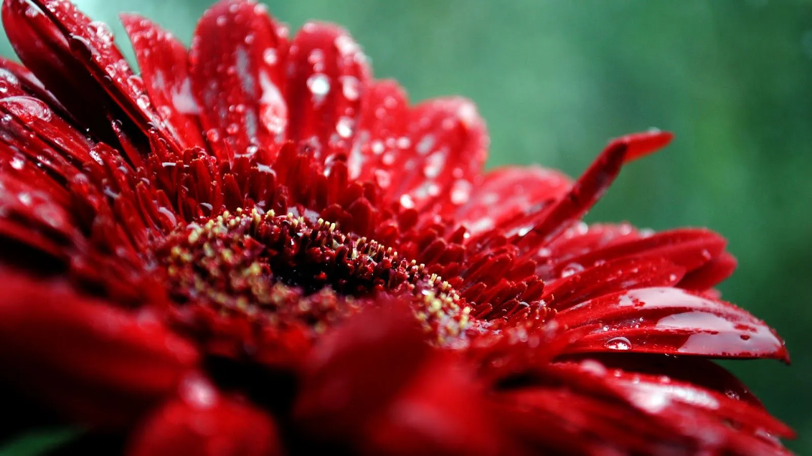 Hermosas Fotos de Flores Rojas Después de la Lluvia | Fotos e ...