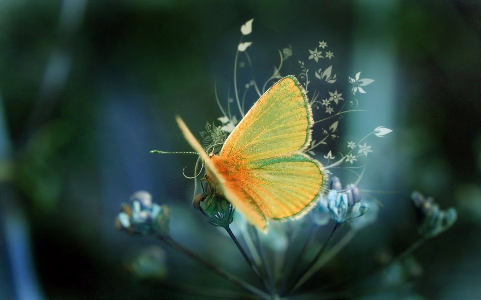 Hermosas Mariposas en la Naturaleza | Fotos e Imágenes en FOTOBLOG X Hermosas Mariposas en la Naturaleza | Fotos e Imágenes en FOTOBLOG X
