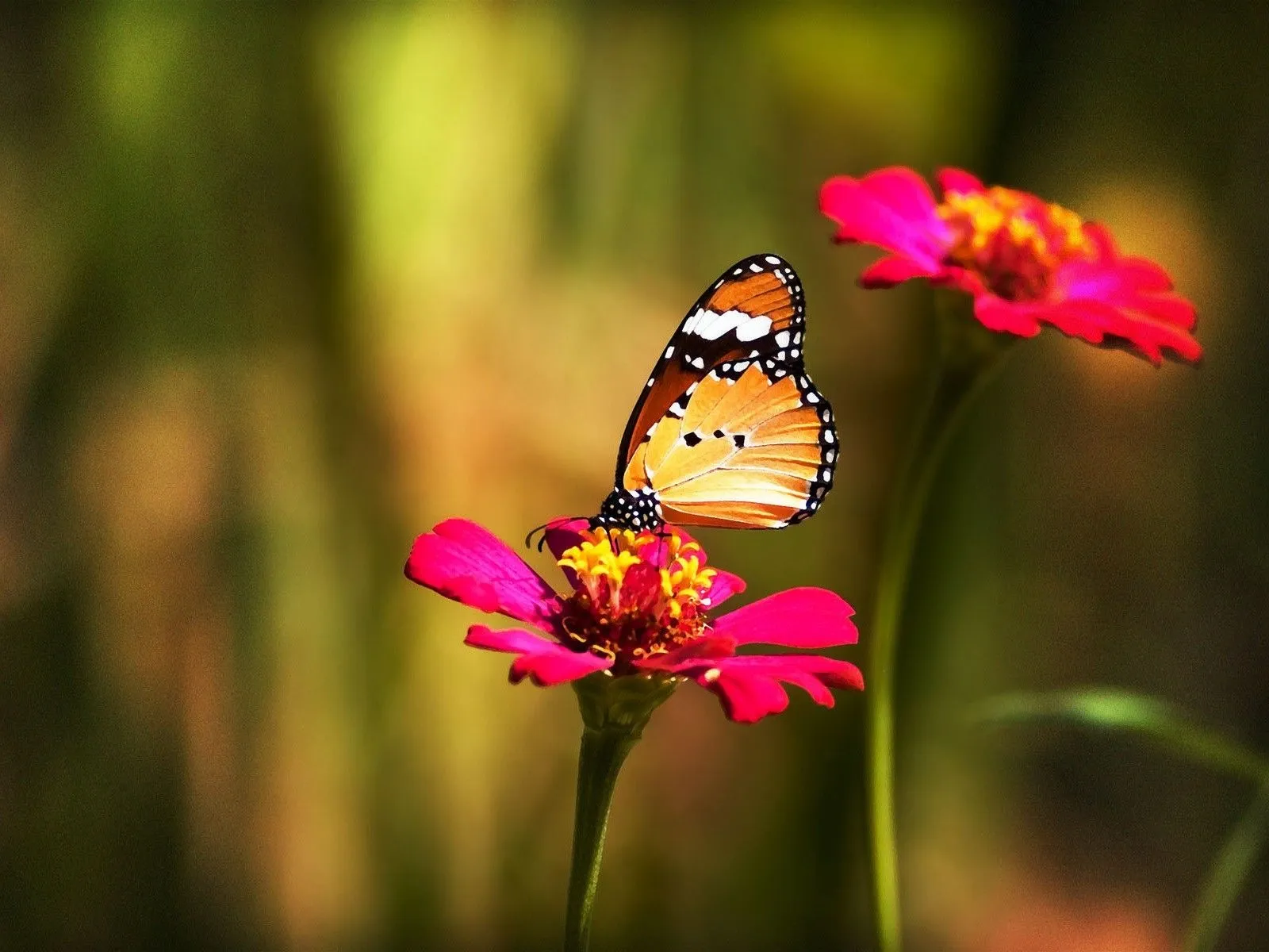 Hermosas Mariposas en la Naturaleza | Fotos e Imágenes en FOTOBLOG X Hermosas Mariposas en la Naturaleza | Fotos e Imágenes en FOTOBLOG X