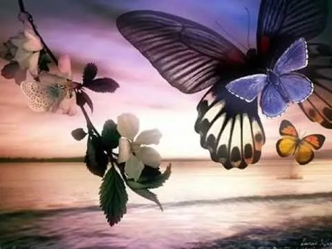 Que tan hermosas son las mariposas que se posan en una flor ...