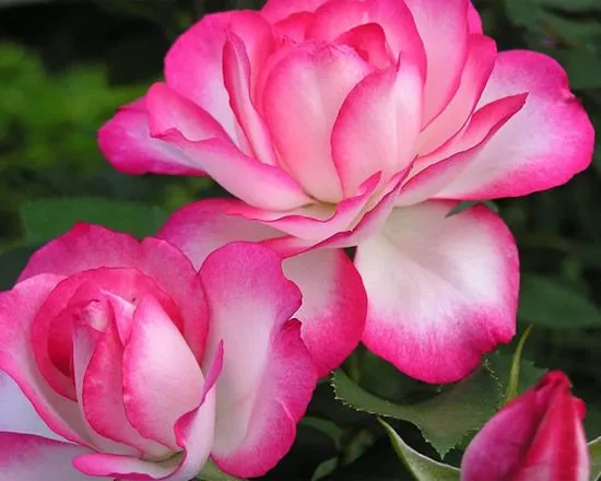 Hermosas rosas en dos colores imagen #3751