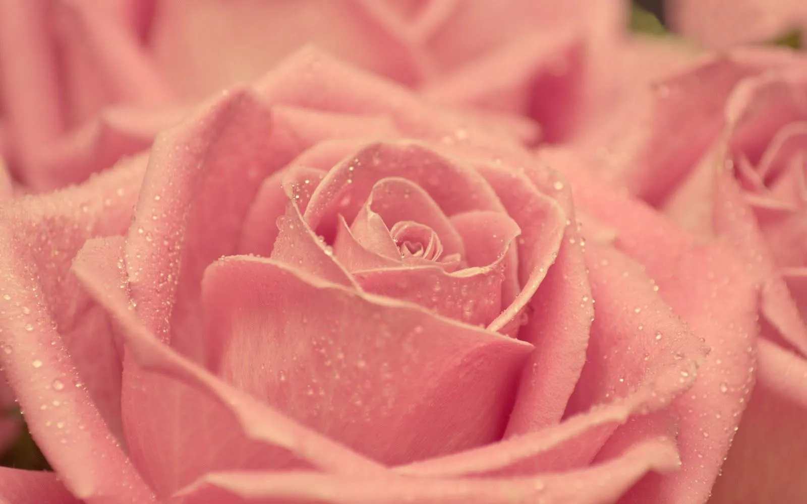 Hermosas Rosas Rosadas | Fotos e Imágenes en FOTOBLOG X Hermosas Rosas Rosadas | Fotos e Imágenes en FOTOBLOG X