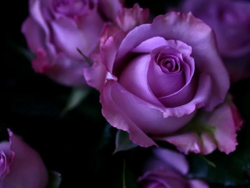 Hermosas Rosas | Rosas Moradas | Pinterest