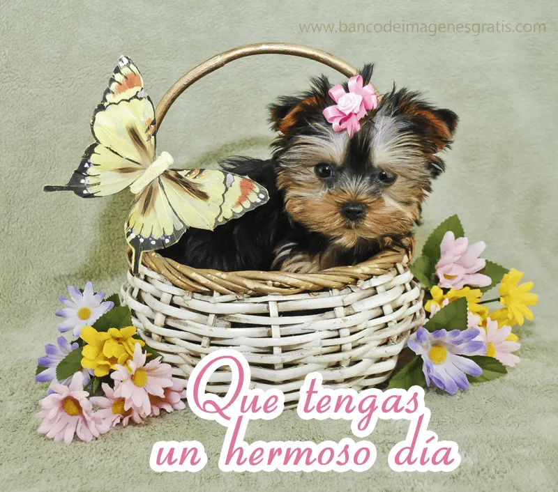 Que tengas un hermoso día - Perrito en canasta con flores | Banco ... Que tengas un hermoso día - Perrito en canasta con flores | Banco ...