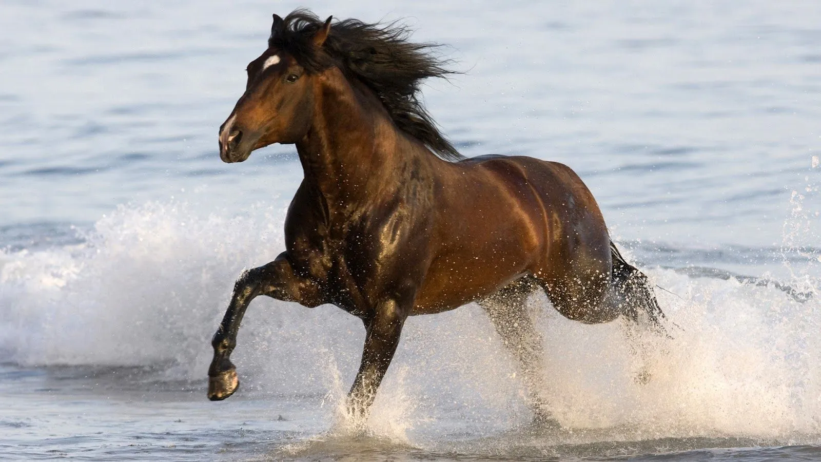 Hermosos Caballos Corriendo - Imágenes de Animales | Fotos e ... Hermosos Caballos Corriendo - Imágenes de Animales | Fotos e ...