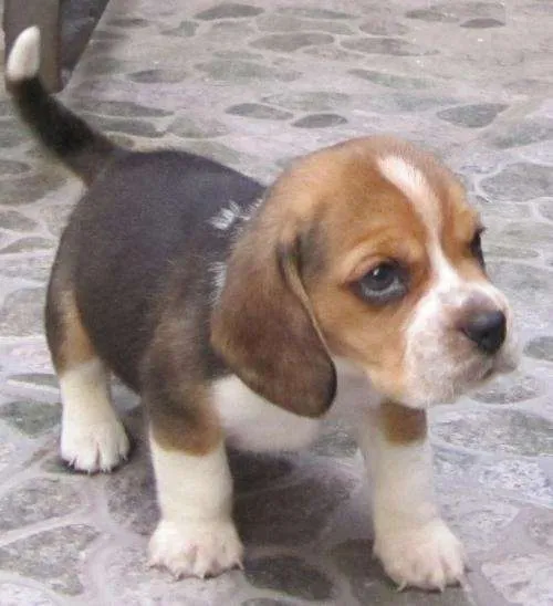 Hermosos cachorros beagle - Distrito Federal, Mexico - Animales ...