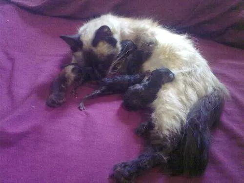 Hermosos gatitos bebès en adopciòn responsable - Salta, Argentina ...