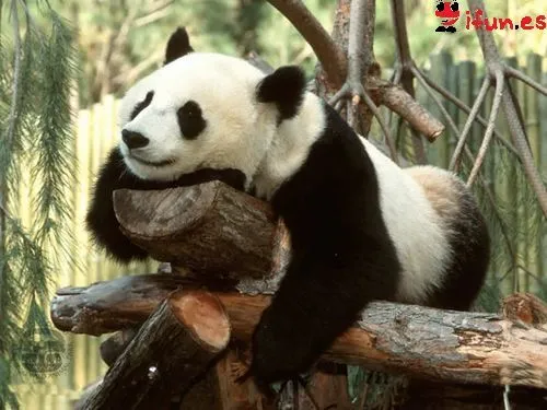Los hermosos Osos Panda | Planeta Vivo